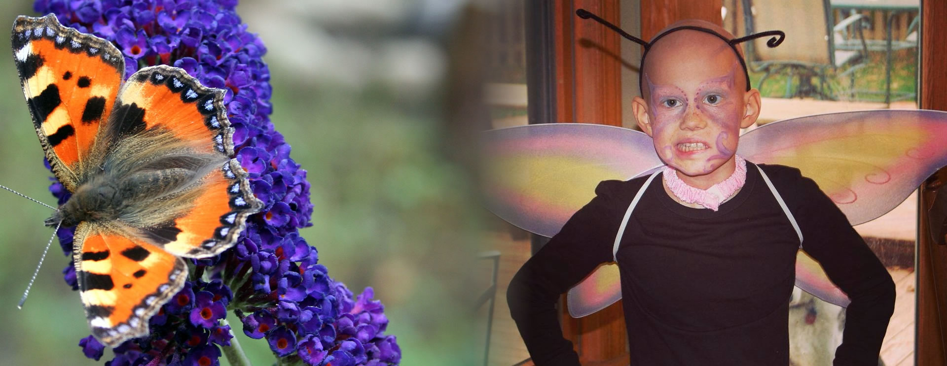 Alexa Brown Butterfly